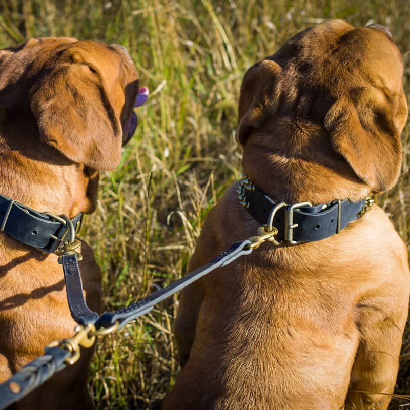 Кожаный черный куплет спарка для двух бордоских догов «Happy Dogs»